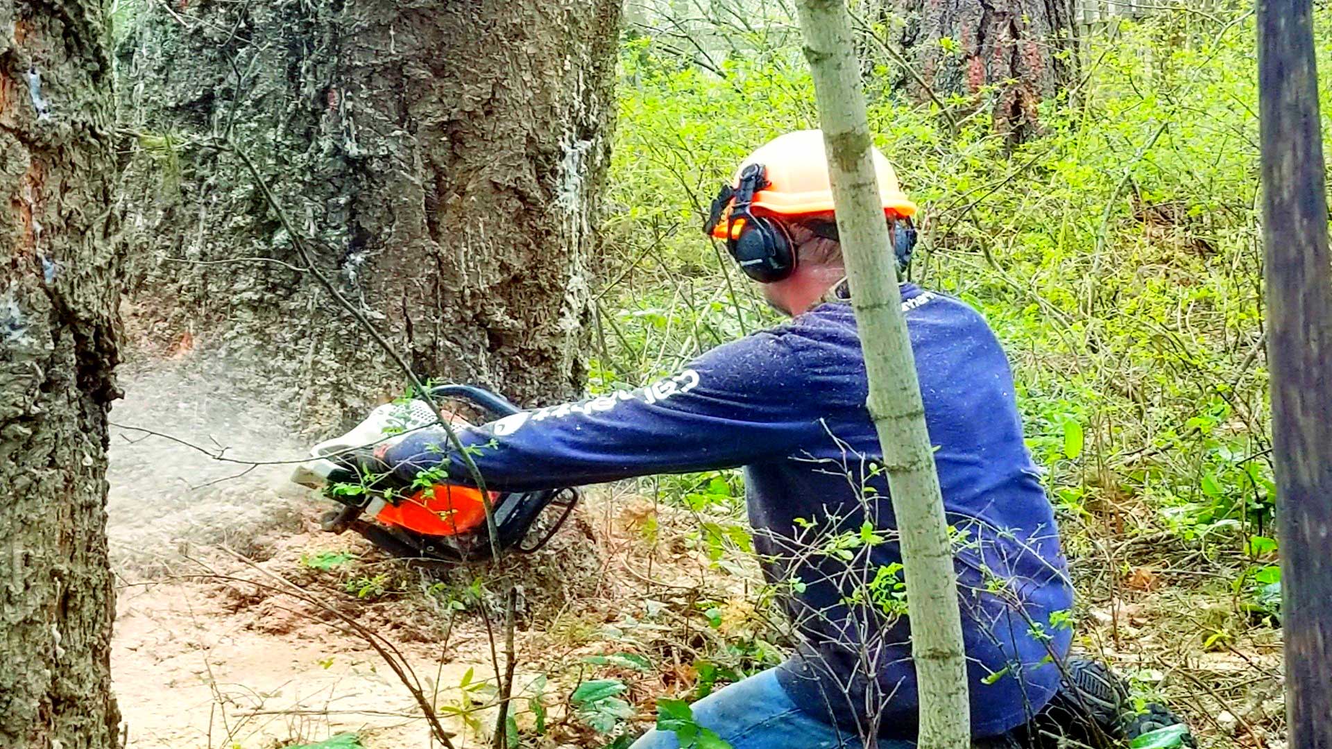 Learn More About Our Tree Services